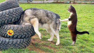 Funny Dogs And Cats Videos 2023 😅  Best Funniest Animal Videos Of The week 2 [upl. by Otrevlig117]