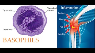 L40 Introduction to Basophils Origin development morphology and granules contents animation [upl. by Zetrom]