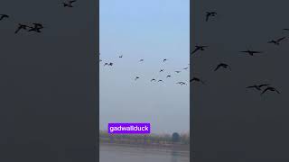 gadwall duckgoodshotviralvideo subcribemychannal viralclips youtubeshorts duckibhaiduckhunt [upl. by Anaet]