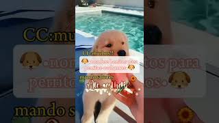 🐶•nombres bonitos para perritoscachorros•🐶noflop noflop noflop apoyoplissssssssssssss noflop [upl. by Oicnoel]