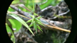 Carex folliculata the northern long sedge [upl. by Huston]