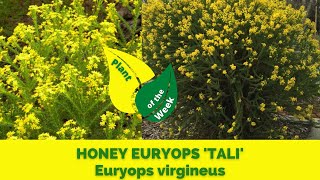 HONEY EURYOPS TALI  Euryops virgineus [upl. by Alleynad]