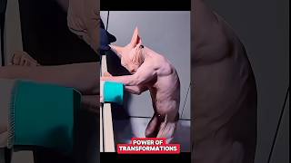 Power of Transformations 🗿trolltrollfaceeditshortsyoutubeshorts [upl. by Danete]