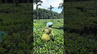 Harvesting natures finest one leaf at a time 🍃 TeaPlucking NatureHarvest GreenGold TeaGarden [upl. by Vetter]