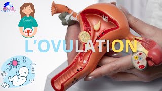 ovulation DATE DOVULATIONLOVULATION CONTRACEPTIVEsciencetv baccalauréat [upl. by Corbie]