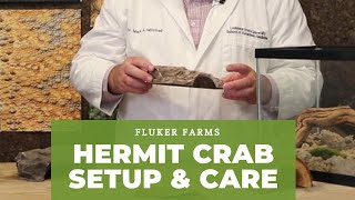 Hermit Crab Care and Setup Tutorial Guide [upl. by Jemma622]