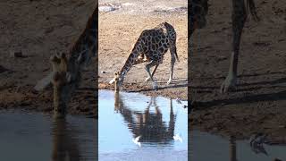 Giraffe In Etosha National Park [upl. by Strader458]