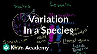 Variation in a Species [upl. by Yousuf]