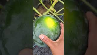 Watermelon Plant Say its Ripe  But I dont think so 🤔🍉 viral trending gardening [upl. by Littlejohn959]