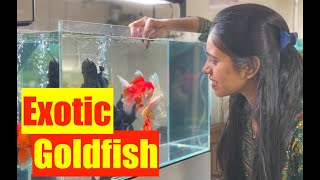 How to buy Exotic goldfish  Goldfish Aquarium  Mayur Devs Tips  How To Stop Goldfish from Dying [upl. by Cherrita530]