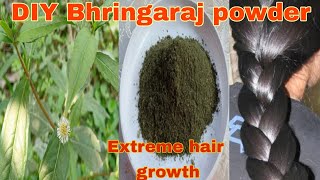 Super fast hair growth with bhringaraj powder ll How to make bhringaraj powder at home [upl. by Nnahaid139]