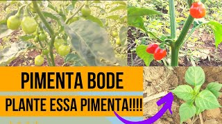 Pimenta Bode é forteardênciaComo plantar e colher pimenta Bode Vermelha Veja esse vídeo [upl. by Illek]