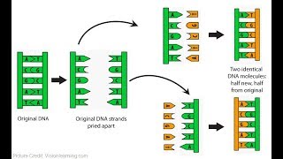 لا يفوتكم Importan caractéristiques de la réplication dADN [upl. by Holsworth154]