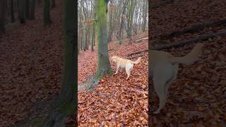 Lomas favourite time of the year labrador happydog [upl. by Namialus]