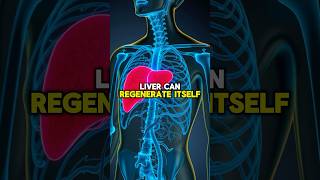 Your Liver’s Regeneration  5 Powerful Foods That Supercharge health liver wellness healthtips [upl. by Izy]