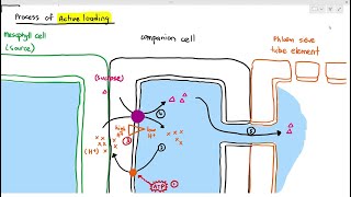 711 Active Loading of Sucrose in the Phloem Cambridge AS A Level Biology 9700 [upl. by Zippora698]