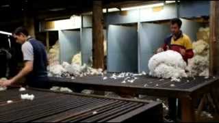 Classification of Wool  All About Animals TV Show [upl. by Nrojb]