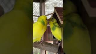 Parrots Taking Care of Each Other parrot birds parrots viralshort short shorts viralvideo [upl. by Adnilra786]