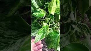 pothos plants indoorplants houseplant greenery happiness plantlover [upl. by Bobseine]