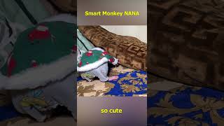 NANA the monkey escapes from her father monkeyfamily smartmonkey shorts babymonkey monkey [upl. by Lorene150]