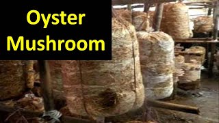 How to produce Oyster Mushroom Pleurotus sajorcaju in Brief [upl. by Atiuqahs]