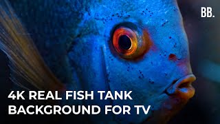 4K Real Aquarium  Colorful Fish Tank Relaxing ScreenSaver for TV PC LG TV SAMSUNG TV [upl. by Rudy]