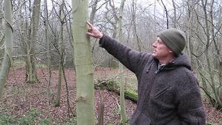 British winter tree identification and uses  Ash Fraxinus excelsior [upl. by Phylis]