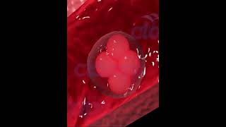 Implantation 3D Animation [upl. by Renrut]