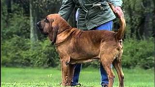 Bloodhound  AKC Dog Breed Series [upl. by Kolb84]