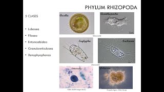 Phylum Rhizopoda [upl. by Portia568]