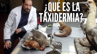 ¿Qué es la Taxidermia [upl. by Rehpotsrik]