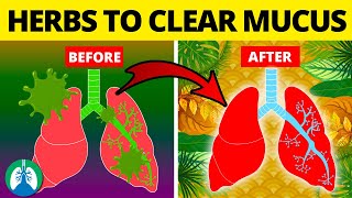 5 Herbs for Lung Health Clearing Mucus COPD and Killing Viruses [upl. by Kalinda]