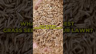 What is the best grass seed for your lawn shorts [upl. by Tibold59]