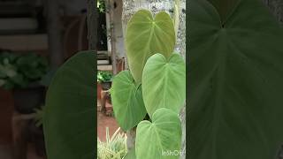 Philodendron Heart Leaf [upl. by Crescen533]