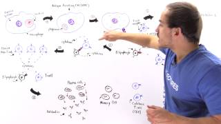 Activation of Lymphocytes [upl. by Gilmore]