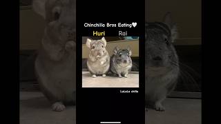 Chinchilla Bros Eating🤍 [upl. by Aicirtac]