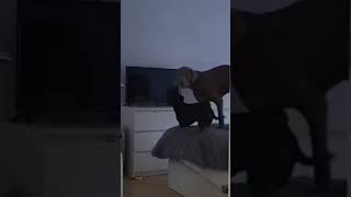 Funny Dogs Watching tv  Don’t turn off youtubeshorts petlovers [upl. by Beulah]