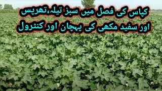 How to control Jassid Thrips and whitefly in cotton  کپاس میں تیلہ،تھرپس سفید مکھی کا مکمل کنٹرول [upl. by Ander687]