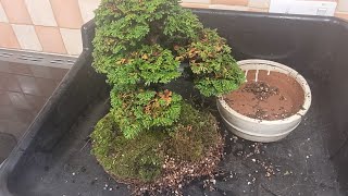 Hinoki Cypress repot and clean up [upl. by Carilyn147]