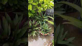 Rhoeo plant easy to grow plant gardenflowers flowers [upl. by Nanete496]