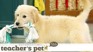 Puppy Mouthing Training Basics  Teachers Pet With Victoria Stilwell [upl. by Cruz377]