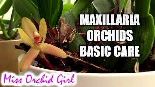 Maxillaria Orchids basic care [upl. by Molli]