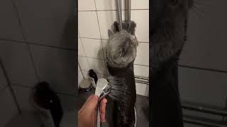 Gray Cat Submits To Shower [upl. by Bohman]