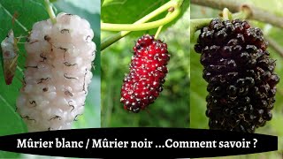 MÛRIER BLANC MÛRIER NOIR  COMMENT SAVOIR [upl. by Notxed418]