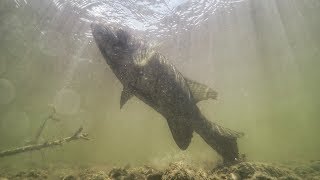 Smallmouth Bass Munching On Mayflies  Underwater Footage [upl. by Laynad]