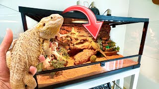 RESCUED Bearded Dragon Gets a New HOME  ABANDONED [upl. by Berthold]