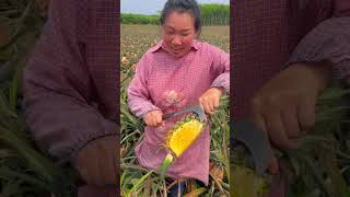 How to Grow Fresh Juicy Pineapples  How to Take Pineapple Cuttings farming trending pineapple [upl. by Lleruj480]