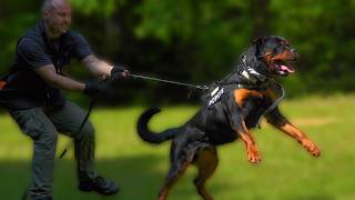 Rottweiler Aggression Tamed  Training for Perfection [upl. by Christabel821]