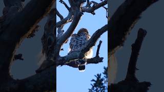 Redshouldered Hawk🐦Dead Oak Preen redshoulderedhawk [upl. by Entwistle852]