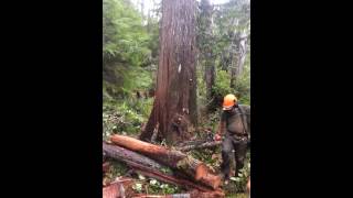 Cedar felling Tree full of water [upl. by Anilasor]